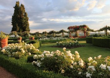 Le jardin blanc ®Georges Lévêque