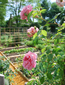 Jardin Potager à Eyrignac