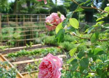 Jardin Potager à Eyrignac