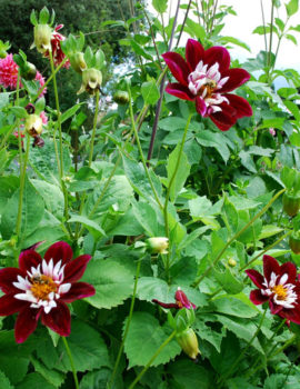 Jardin Fleuriste à Eyrignac