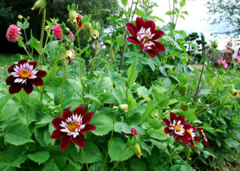 Jardin Fleuriste à Eyrignac