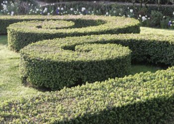 Spirale de buis ©Eric Sander