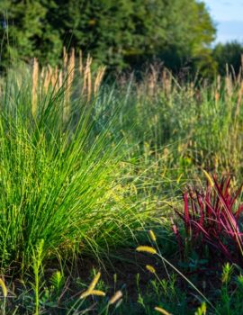 Jardin des Sources - Jardin des Sources ©Dan Courtice