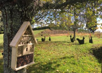La basse cour végétale des jardins d'Eyrignac