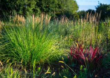 Jardin des Sources ©Dan Courtice