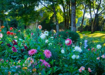 Jardin Fleuriste ©Dan Courtice