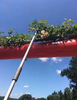 Coupe des fleurs fanées à Eyrignac