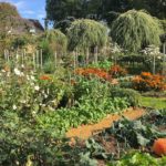 Le jardin potager d'Eyrignac à l'automne