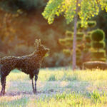 Topiaire en forme de chien dans les jardins d'Eyrignac.