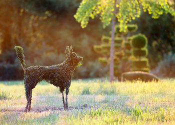 Topiaire en forme de chien dans les jardins d'Eyrignac.