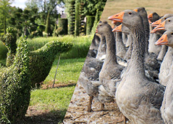 Circuit Eyrignac & ses Jardins / la Ferme Les Oies du Périgord Noir pour les groupes