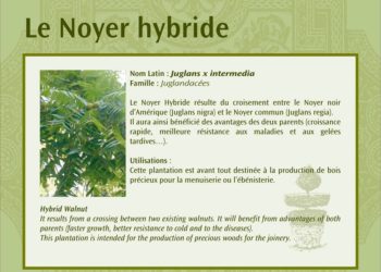 Le noyer hybride, panneau pédagogique