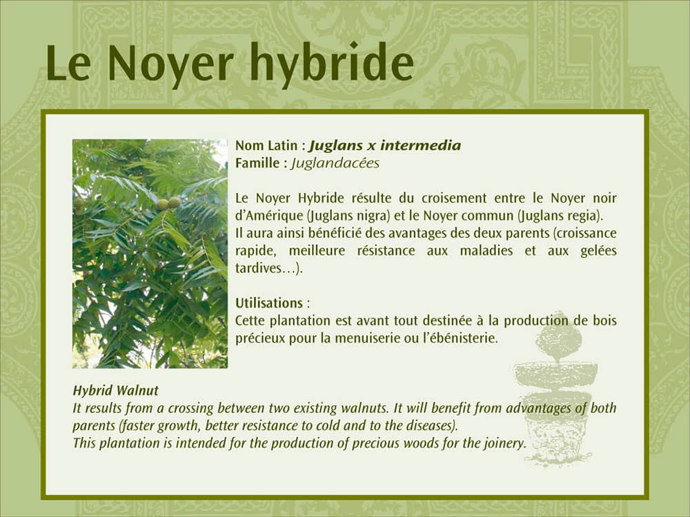 Le noyer hybride, panneau pédagogique