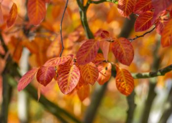Bosquet Flamboyant - Amélanchier