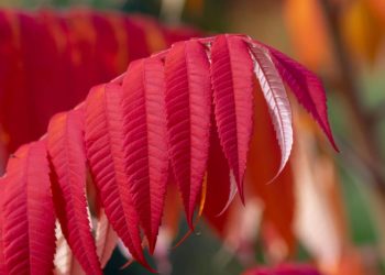 Bosquet Flamboyant - Sumac