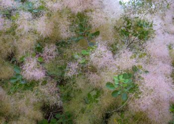 Bosquet Flamboyant - Cotinus