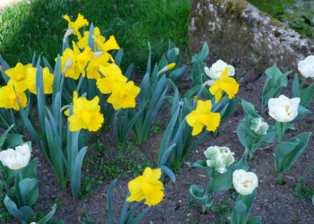 Floraison narcisses au début du printemps