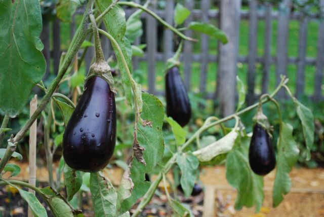 𝕄𝕒𝕣𝕕𝕚 𝕔𝕠𝕟𝕤𝕖𝕚𝕝 🤓

De nombreux jardiniers vous le diront, il vaut mieux attendre que les saints de glace soient passés avant de mettre en terre les plantes les plus frileuses. ❄️

Durant cette période, les risques de gelée sont plus présents. Il faut donc être attentif aux changements qui peuvent survenir et appliquer des mesures supplémentaires si besoin. Une fois les Saints de glace passés, il sera temps de planter vos tomates, poivrons, concombres, aubergines, melons, courgettes... mais aussi, vos oignons, céleris, basilic dans votre potager. 🍅

En ce qui concerne votre jardin fleuriste, vous pourrez y ajouter vos fleurs annuelles telles que les zinnias, les pétunias ou encore les bégonias. 💐

📸 Jardin potager - Eyrignac et ses jardins 

#eyrignac #jardinremarquable #jardinalafrancaise #topiaire #topiary #lesplusbeauxjardinsdefrance #grandsiteperigord #semitour #francebleuperigord #igersdordogne #fenelontourisme #mardiconseil #tuesdaytips #potager #saintsdeglace