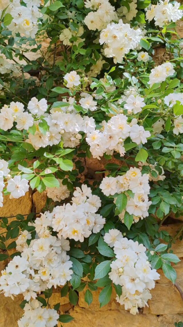 𝕊𝕖𝕞𝕒𝕚𝕟𝕖 𝕕𝕖 𝕝𝕒 𝕓𝕚𝕠𝕕𝕚𝕧𝕖𝕣𝕤𝕚𝕥é 🌷

Du 27 mai au 31 mai, des ateliers de découverte des abeilles et des pollinisateurs sauvages à destination des scolaires et des groupes seront proposés. 🐝 

Vêtus d'une tenue d'apiculteur, vous pourrez observer le comportement des abeilles dans la ruche et apprendre à analyser les sons qu'elles produisent. Une vraie expérience immersive qui se terminera avec une photo souvenir et une dégustation de miel. 🍯

ℹ️ Pour plus d'informations : 
https://www.eyrignac.com/fr/actualites/visites-groupes-ecoles-apiculture-et-pollinisateurs-sauvages

🎥 Manoir - Eyrignac et ses jardins

#eyrignac #jardinremarquable #jardinalafrancaise #topiaire #topiary #lesplusbeauxjardinsdefrance #grandsiteperigord #semitour #francebleuperigord #igersdordogne #fenelontourisme #biodiversité #abeilles